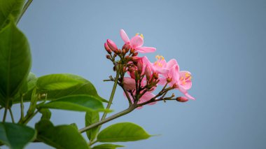 Gri gökyüzüne karşı güzel pembe yabani çiçekler, ağacın altından fotoğraflanmış..