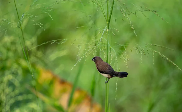 Oiseau Munia Solitaire Grumeaux Blancs Mange Des Graines Dans Herbe — Photo