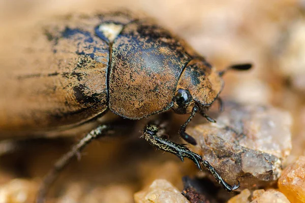 Kum Makrosu Fotoğrafında Eski Avrupa Tahtakurusu Kıllı Böcek Gözü Kapanıyor — Stok fotoğraf