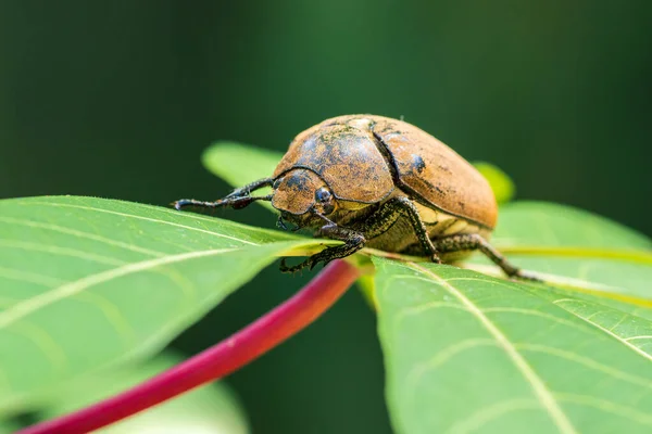 緑の葉の上に美しいヨーロッパの安い甲虫が正面マクロ写真 食べ物を探している古い毛のある甲虫 柔らかいボケの背景 — ストック写真