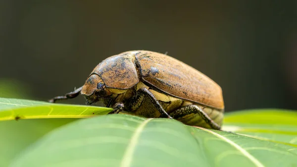 Besouro Chafer Europeu Uma Folha Verde Closeup Foto Macro Lateral — Fotografia de Stock