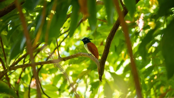 Мужчина Индийский Paradise Flycatcher Замечен Тени Деревьев Застенчивая Птица Длинными — стоковое фото