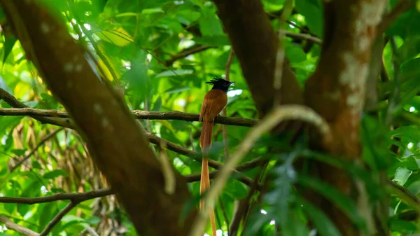 Мужчина Индийский Paradise Flycatcher Замечен Тени Деревьев Застенчивая Птица Длинными — стоковое фото