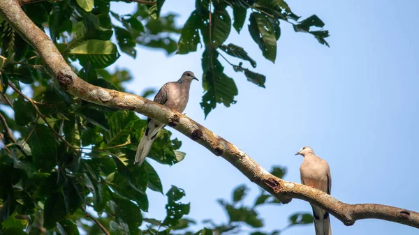 点缀成对的鸽子栖息在树枝上 交配季节 在晴朗的蓝天和黄昏的灯光下拍打着身体 自然界灰蒙蒙的绒毛鸟儿 — 图库照片