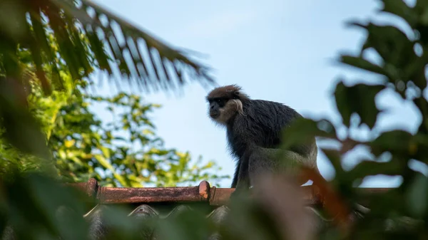 Purple Faced Langur monkey on the rooftop crossing houses searching for food.