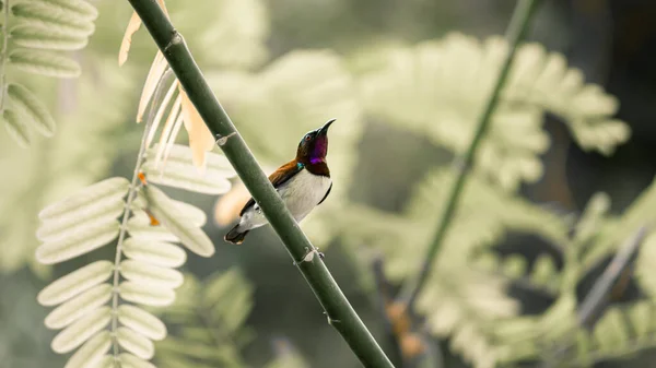 深红色的背对着栖息在树枝上的太阳鸟 寻找一朵花来换取一小口花蜜 — 图库照片