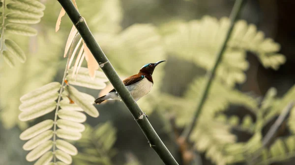 Sunbird Carmesí Posado Una Rama Buscando Una Flor Para Sorbo — Foto de Stock