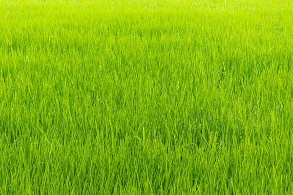 Arroz Arrozal Campo Fresco Verde Folhas Fundo — Fotografia de Stock