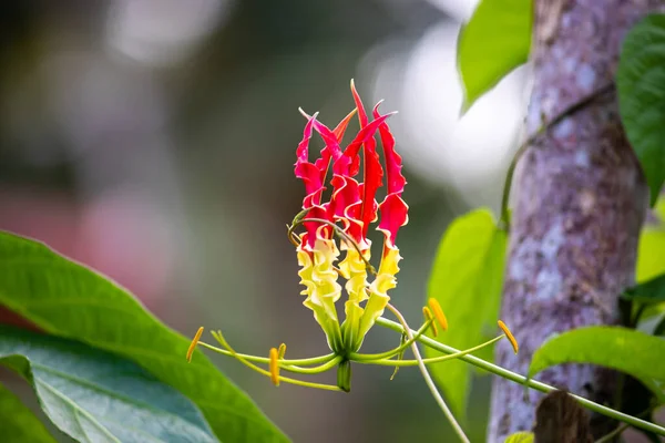 The flame lily flower is a beautiful and unique flower in nature, red and yellow color combination,