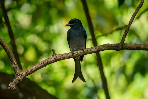 Comune Uccello Nero Drongo Appollaiato All Ombra Albero Cercando Posa — Foto Stock