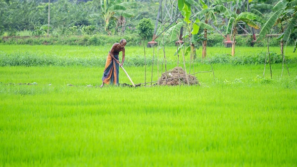 Old Man Working Rice Paddy Field Early Morning Greenery Landscape — Stock Photo, Image