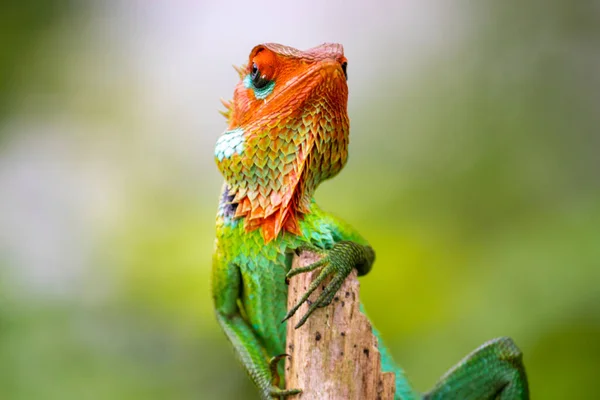 Lagarto Verde Del Jardín Presentó Para Una Sesión Fotos Descansando — Foto de Stock