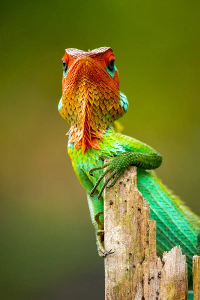 Lagarto Jardim Verde Apareceu Para Uma Sessão Fotográfica Descansando Poste — Fotografia de Stock