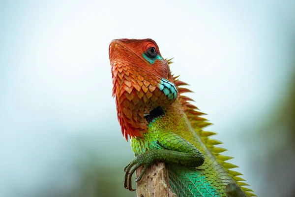 Lagarto Floresta Verde Comum Poste Madeira Posando Tão Orgulhoso Cabeça — Fotografia de Stock