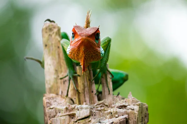 Ahşap Bir Direkte Yaygın Yeşil Orman Kertenkelesi Kameraya Bakan Kibirli — Stok fotoğraf