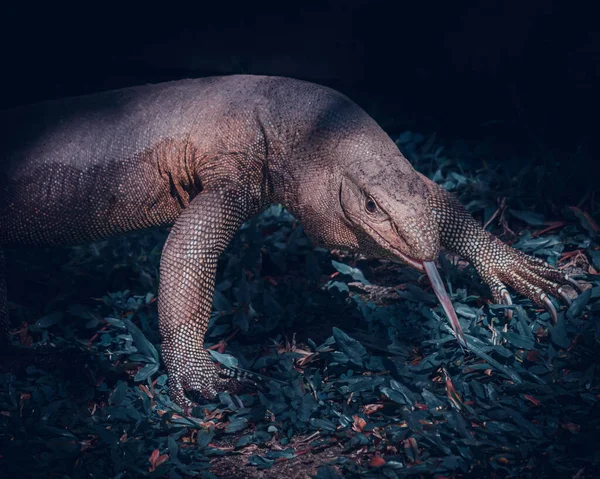 Enorme Lagarto Monitor Tierra Cerca Tong Hacia Fuera Mirando Directamente —  Fotos de Stock