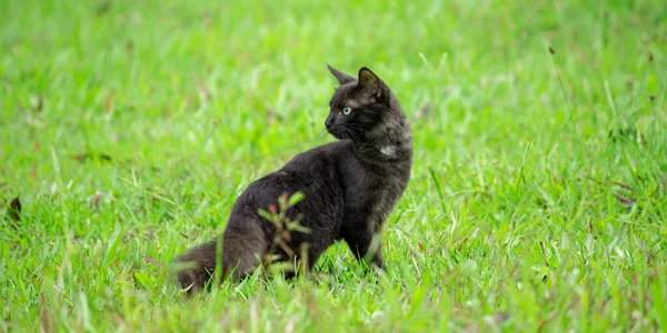 Koyu Tenli Kedi Yeşil Çim Tarlasında Dikilip Arkasını Kolluyor — Stok fotoğraf