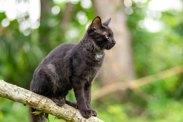 Koyu Tüylü Genç Kedi Bir Dala Çömelmiş Doğa Manzarasına Hayran — Stok fotoğraf
