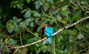 Beyaz boğazlı kralbalıkçı yüzünü kameraya çevirmiş, sabahın erken saatlerinde bir dalda dinleniyor. Bu kuşlar mükemmel balık avcılarıdır.