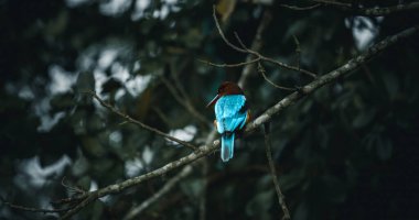 Beyaz boğazlı kralbalıkçı yüzünü kameraya çevirmiş, sabahın erken saatlerinde bir dalda dinleniyor. Bu kuşlar mükemmel balık avcılarıdır.