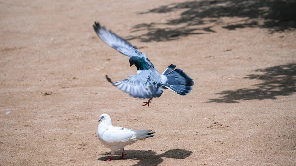 Taubenmännchen Beeindruckt Seine Freundin Volle Spannweite Landet Auf Dem Boden — Stockfoto