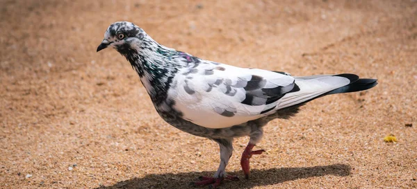 Bunte Felsentaube Bewegt Sich Mitten Heißen Tag Auf Dem Sandigen — Stockfoto