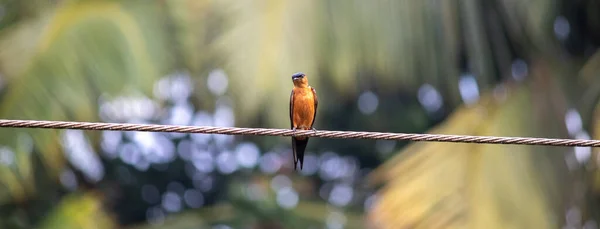 Lonely Sri Lanka Slik Vogel Draad Uitkijk Het Tonen Van — Stockfoto