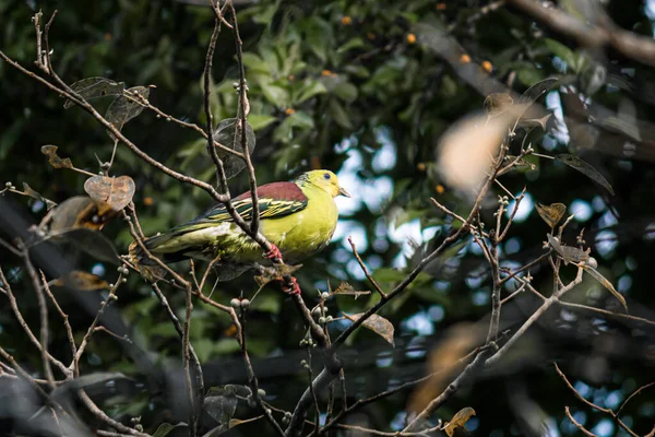 斯里兰卡绿鸽完美地伪装在高高的树荫下 色彩斑斓 毛茸茸的小鸟 — 图库照片