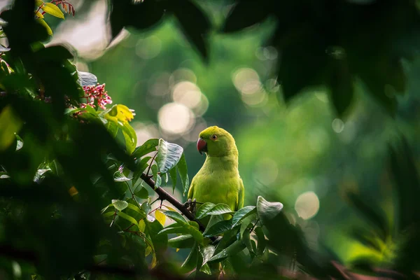 Rose Ringed Parakeet Spying While Tasting Delicious Star Fruit Home — Stock Photo, Image