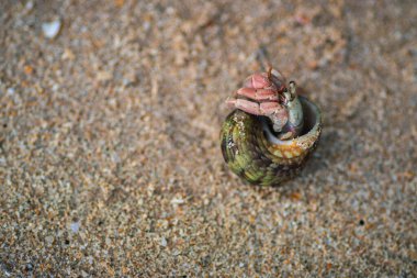 Yaygın menekşe kabuğunun içinde saklanır, geniş ovate kalın ve sivri uçlu bir kabuğa sahiptir ve sarmal kaplar içerir. ince iplikler ve kırışıklıklar, koyu sarmal bantlı gri-kahverengi renk.,