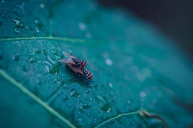 Yeşil yapraklı bir makroda çiftleşen karasinekler üst görünümü kapatır..