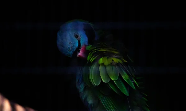 Parrot Hiding Dark Creepy Looking Image — Stock Photo, Image