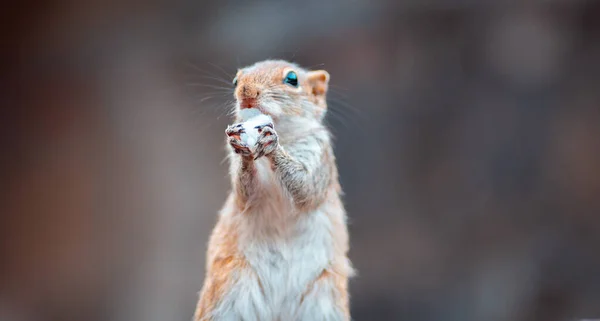 Nettes Junges Weibliches Eichhörnchen Das Reis Beiden Händen Hält Vor — Stockfoto
