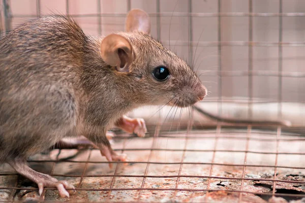 Carrier Diseases Domestic Rat Trapped Cage Back Corner Looking Way — Stock Photo, Image