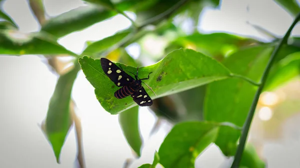 蛾在绿叶下飞舞 黑色翅膀上有白点 — 图库照片