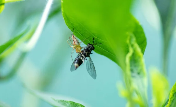 Nešťastným Koncem Pro Létající Hmyz Pavouk Chytí Brouka Pod Listem — Stock fotografie