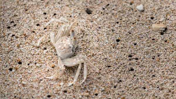 Cangrejo Camuflado Perfecto Una Playa Arena Mezclándose Perfectamente Difícil Detectar — Foto de Stock