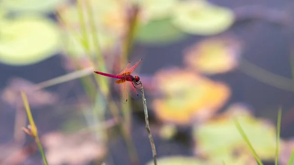 Libélula Pendura Equilíbrio Topo Vara Grama Folhas Lírio Água Fundo — Fotografia de Stock