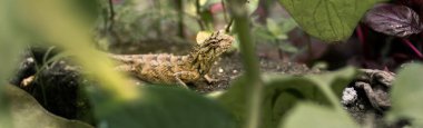Yerde sarı renk değiştirilebilir deri kertenkelesi, yaprakların arasında fotoğraf, tropik orman zemininde yürüme,