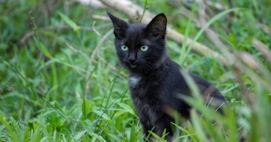 Genç sevimli evcil hayvanın soğuk bakışı, tamamen odaklanmış ve dikkatlice dinle, kedi aye ve yüz manzarası yakın. yeşil gözler ve koyu tüylü vahşi kedi Çimen tarlasında dik oturuyor,