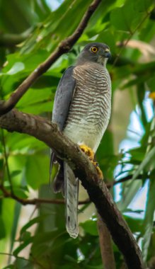 Shikra kuşu ağaç dalına tünedi ve gözetledi.,