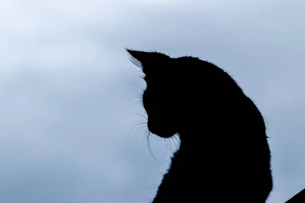 Gato Silueta Forma Sentarse Mirar Hacia Atrás Imagen Cerca Contra — Foto de Stock