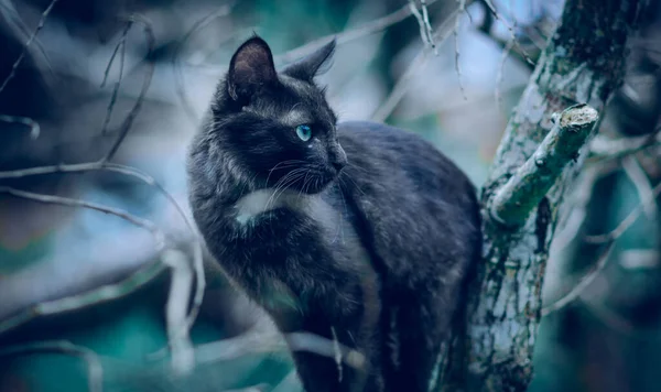 Mörksvart Färg Katt Trädgren Klättring Och Jakt Ansikte Rotera Och — Stockfoto