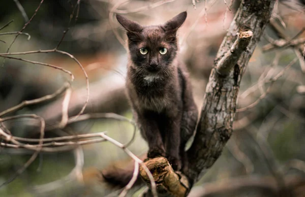 猫坐在高高在上的树枝上 凝视着摄像机 锐利而专注的眼睛向前看 — 图库照片