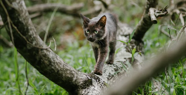 Gato Natureza Andando Caçando Galho Árvore Alerta Foco Alto Fora — Fotografia de Stock