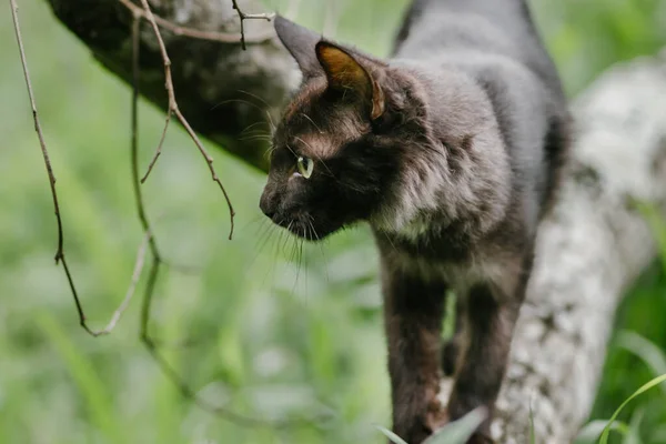 Gato Natureza Caminhando Caçando Galho Árvore Alerta Foco Alta — Fotografia de Stock