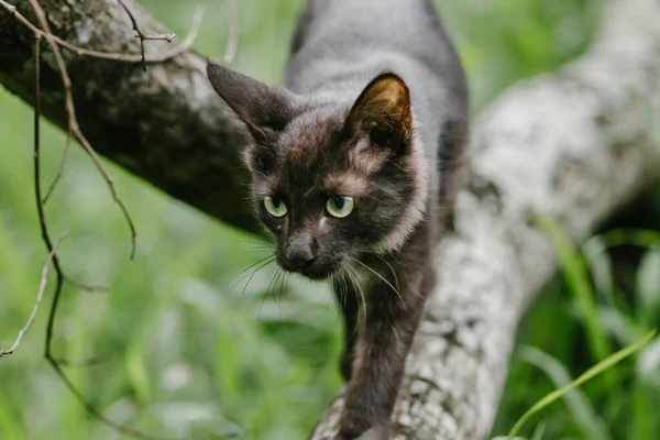 Gato Naturaleza Caminando Cazando Una Rama Árbol Alerta Enfoque Alto —  Fotos de Stock