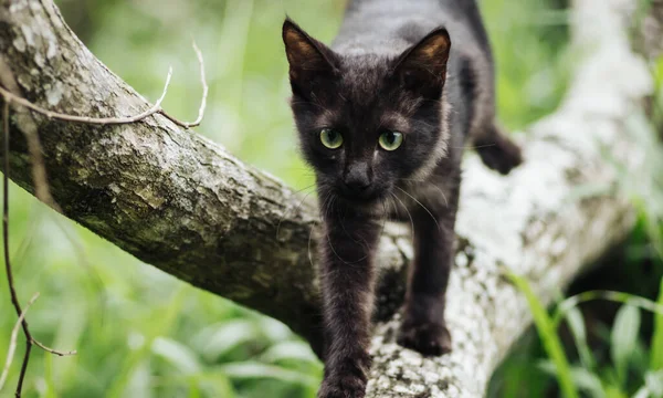 Gato Naturaleza Caminando Directamente Hacia Cámara Caza Una Rama Árbol —  Fotos de Stock