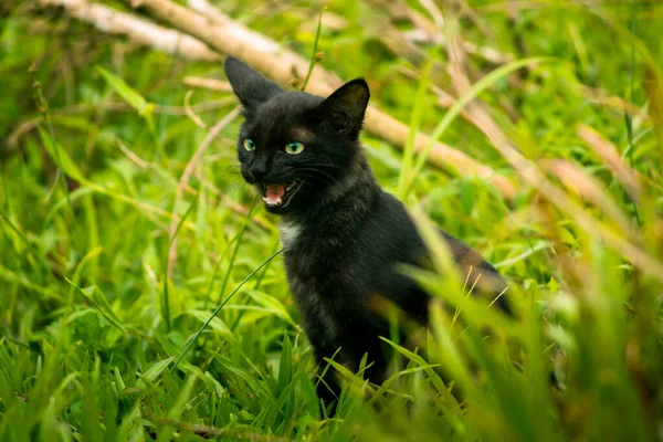 Simpatico Adorabile Gatto Peloso Scuro Apre Bocca Miagola Nel Campo — Foto Stock