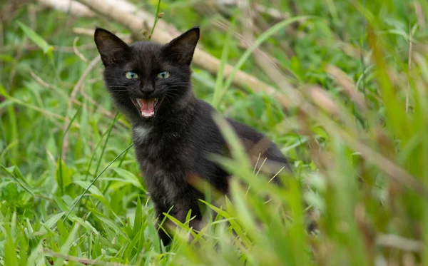 Şirin Sevimli Koyu Tüylü Bir Kedi Ağzını Açar Çimen Tarlasında — Stok fotoğraf